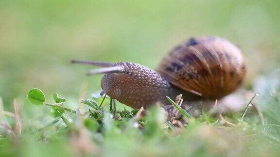 蜗牛在绿草上慢慢地爬