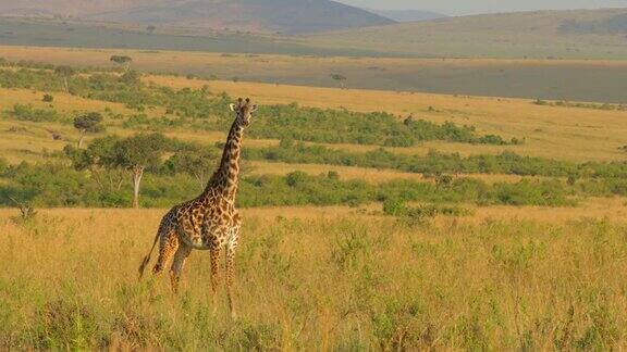 非洲肯尼亚马赛马拉国家保护区马赛长颈鹿边走边看着摄像机