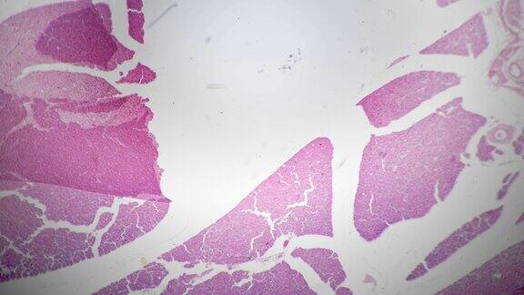 人体胰腺组织的宏观科学载玻片在40号显微镜下在明亮视野下放大