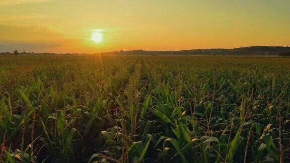 日落时空中的玉米地