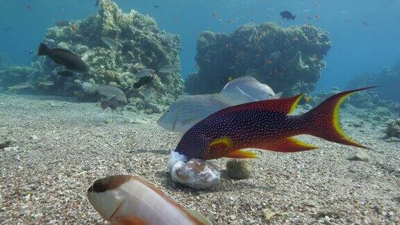 珊瑚石斑鱼正在吃章鱼