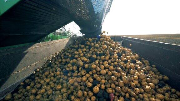 许多土豆被收集机扔进了一个容器里