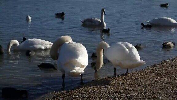 两只美丽的天鹅站在湖边边喝水边梳理羽毛