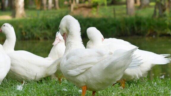 在阳光明媚的天气里池塘里有许多白鸭用喙调整羽毛