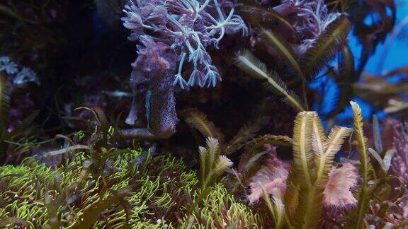 海水中的海马被海葵包围