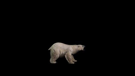 3D逼真的北极熊用爪子攻击抬起两只前脚黑色背景的侧视图4k60fps白熊愤怒包括在Alpha哑光剪辑的末尾