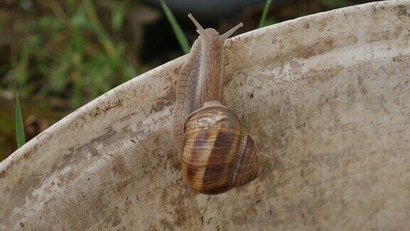 勃艮第蜗牛或蜗牛是一种陆地蜗牛