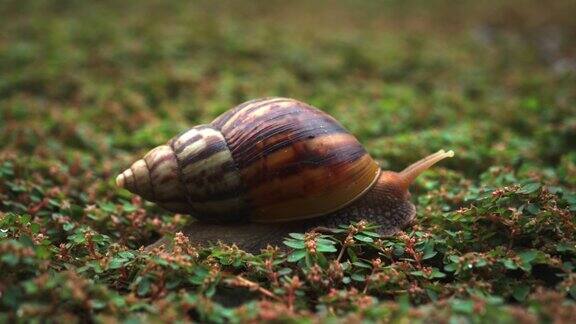 绿色草地上一只蜗牛的特写