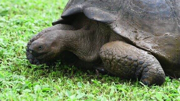 加拉帕戈斯巨龟进食加拉帕戈斯群岛