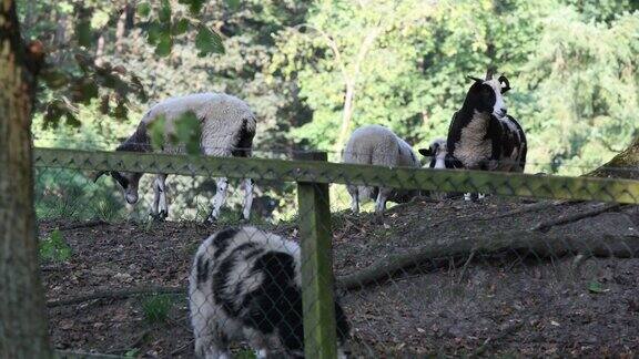 雅各布羊在草地上吃草在温暖的天气里休息