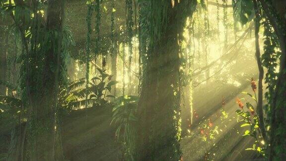 美丽丛林花园的晨曦