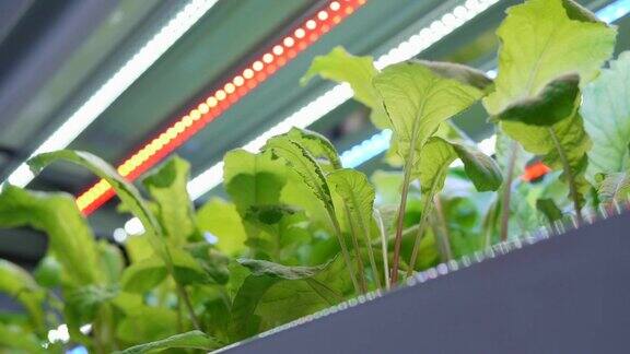 有机水培蔬菜种植农场室内绿色水培有机沙拉蔬菜