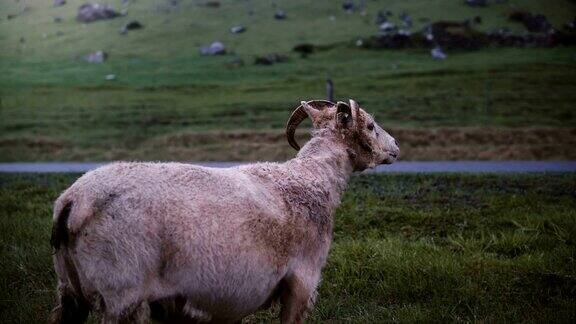 山羊独自在田野上行走在冰岛的绿草草地上放牧的农场动物