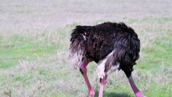 在恩戈罗恩戈罗国家公园的非洲大草原上马赛鸵鸟边走边吃草