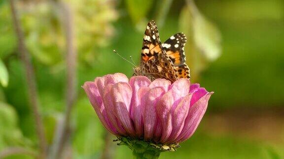 蝴蝶在一朵粉红色的花上休息扇动着翅膀