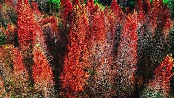 秋天红红的水杉