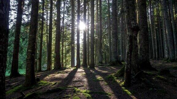 早晨在森林里散步阳光穿过树林4kUHD