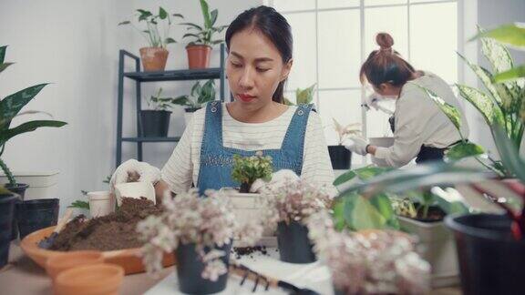 年轻的亚洲妇女在早晨在家里把植物移栽到新的花盆里