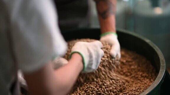 高级男子和他的工人拿着一把生咖啡豆微笑着满意于从储存桶中舀出的质量为咖啡烘焙过程做准备