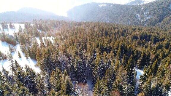 冬天的雪树鸟瞰图自然