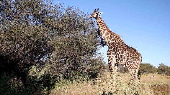南非长颈鹿非洲野生动物狩猎之旅