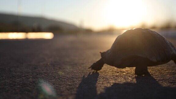 日落时分乌龟在路上