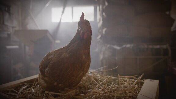 母鸡在板条箱里的干草上下蛋