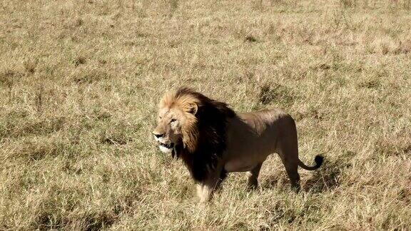 肯尼亚马赛马拉一只雄狮向另一只雄狮逼近