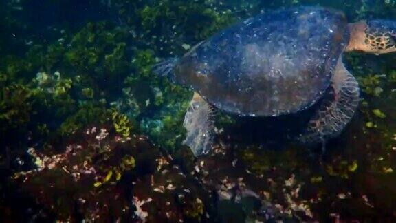 海洋生物海龟
