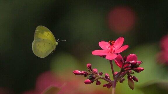 粉花上的黄蝴蝶超级慢镜头