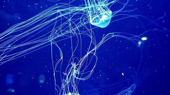 盒子水母在黑暗的水下世界的深海动物