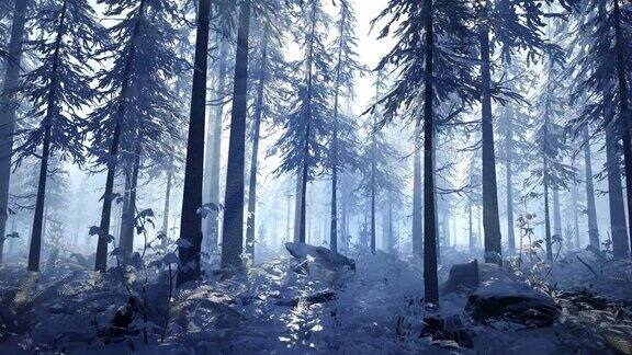 镜头在冰雪覆盖的冬季森林中移动