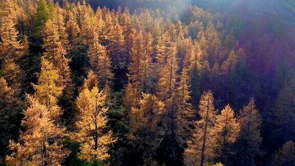 向前航拍高山山谷橙色和红色的落叶松森林在阳光明媚的秋天欧洲阿尔卑斯山户外丰富多彩的自然景观山野秋季的建立4k无人机飞行建立镜头