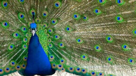 自然美丽求爱美丽的孔雀让爱跳舞