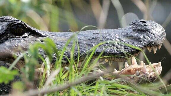 鳄鱼:佛罗里达大沼泽地国家公园