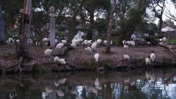 澳大利亚白鹮种群