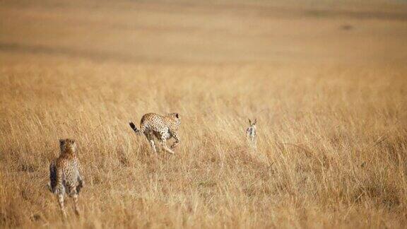 慢镜头野生非洲猎豹追逐黑斑羚幼崽