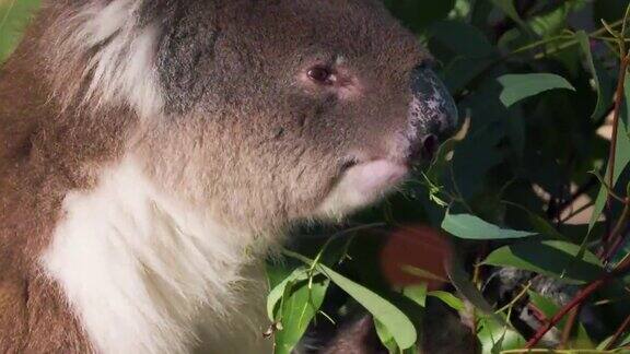 考拉在日落时吃新鲜的桉树叶澳大利亚旅游和野生动物