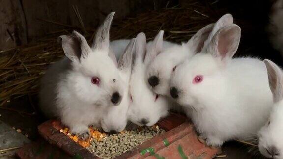 兔子和兔子一窝兔子坐在窝里