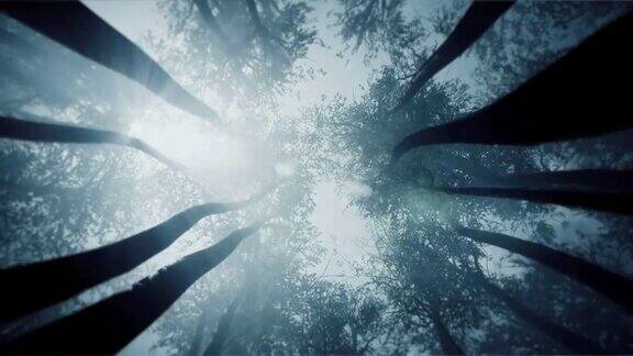 神秘的森林从底部看树梢