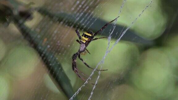 蜘蛛在蜘蛛网上
