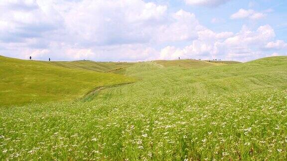托斯卡纳乡村盛开的草地