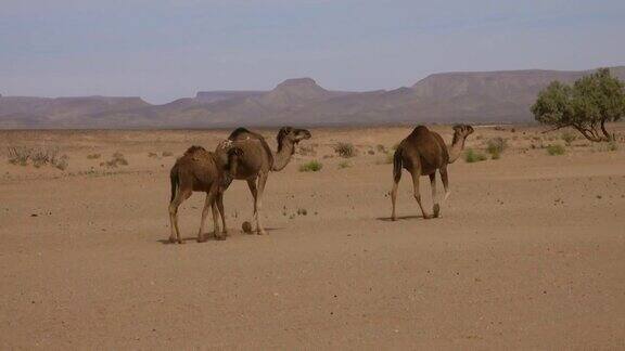 撒哈拉沙漠中的一群骆驼