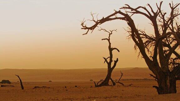 非洲纳米比亚宁静的沙漠景观中的WS死雷树