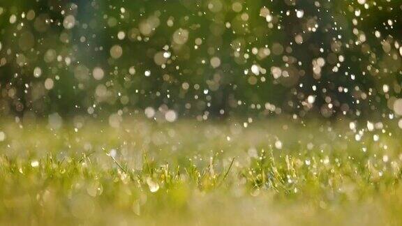雨落在新鲜的绿草地上