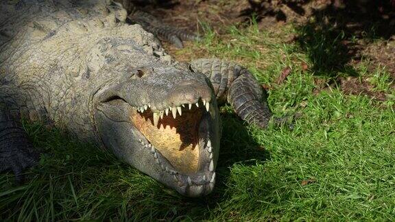 美洲鳄鱼转过头看着摄像机张开嘴