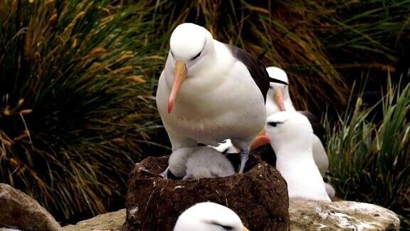 白眉信天翁和南跳岩企鹅在福克兰群岛西点岛的悬崖上共同筑巢