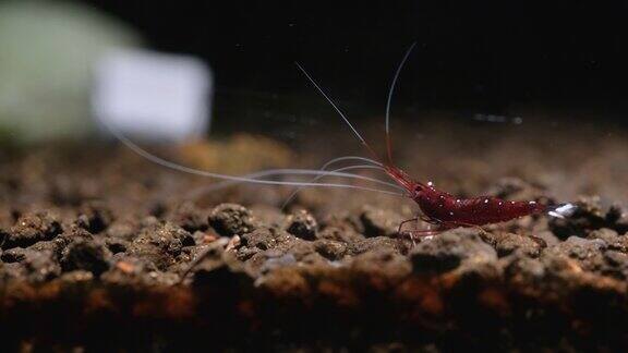 白斑苏拉威西红矮星虾在淡水水族箱中从右到左在水生土壤中采集和食用食物