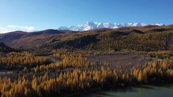 美丽的金色秋天在阿尔泰山西伯利亚俄罗斯