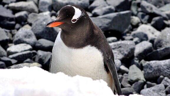 帝企鹅在冰冻的地面上自然栖息地为4K